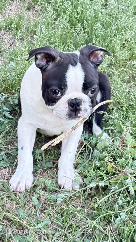 Male Puppy – Boston Terrier puppy for sale in Gulfport, MS