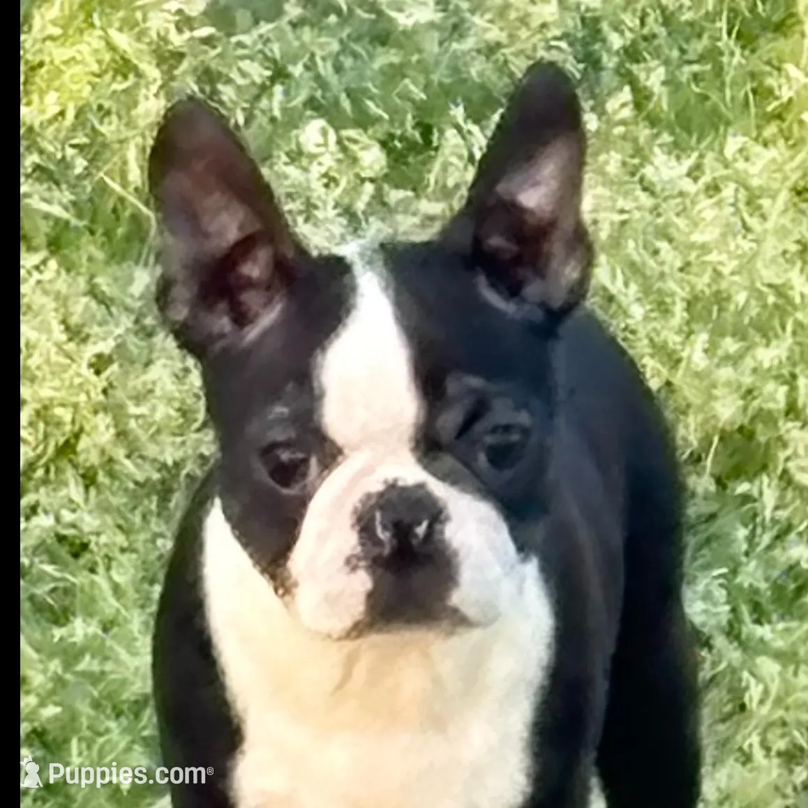 Female Puppy – Boston Terrier puppy for sale in Gulfport, MS