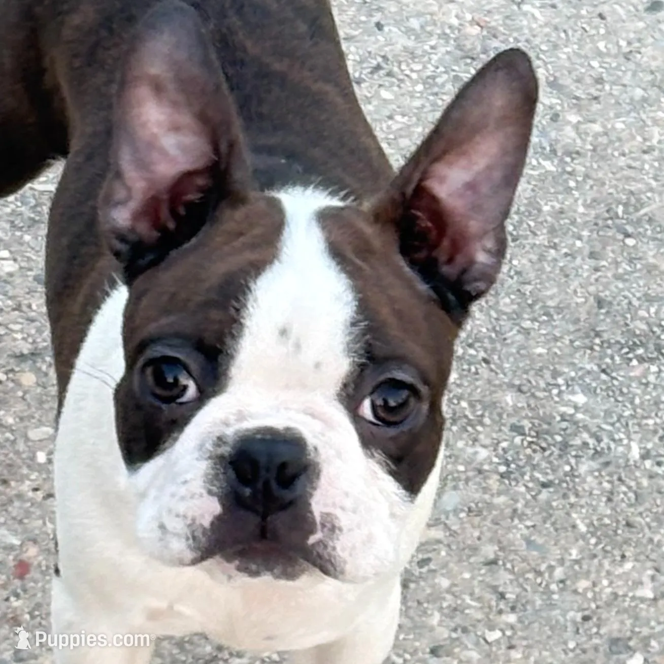 Female Puppy – Boston Terrier puppy for sale in Gulfport, MS
