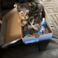 Bently, a female Yorkshire Terrier for sale in Wetumpka, AL – Photo 1 of 3