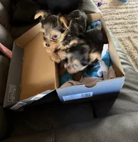 Bently, a female Yorkshire Terrier for sale in Wetumpka, AL – Photo 3 of 3