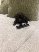 Rolo , a male Poodle - Toy  for sale in Poplarville, MS – 5 of 5