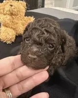 Rolo , a male Poodle - Toy  for sale in Poplarville, MS – 4 of 5