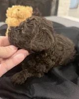 Rolo , a male Poodle - Toy  for sale in Poplarville, MS – 3 of 5