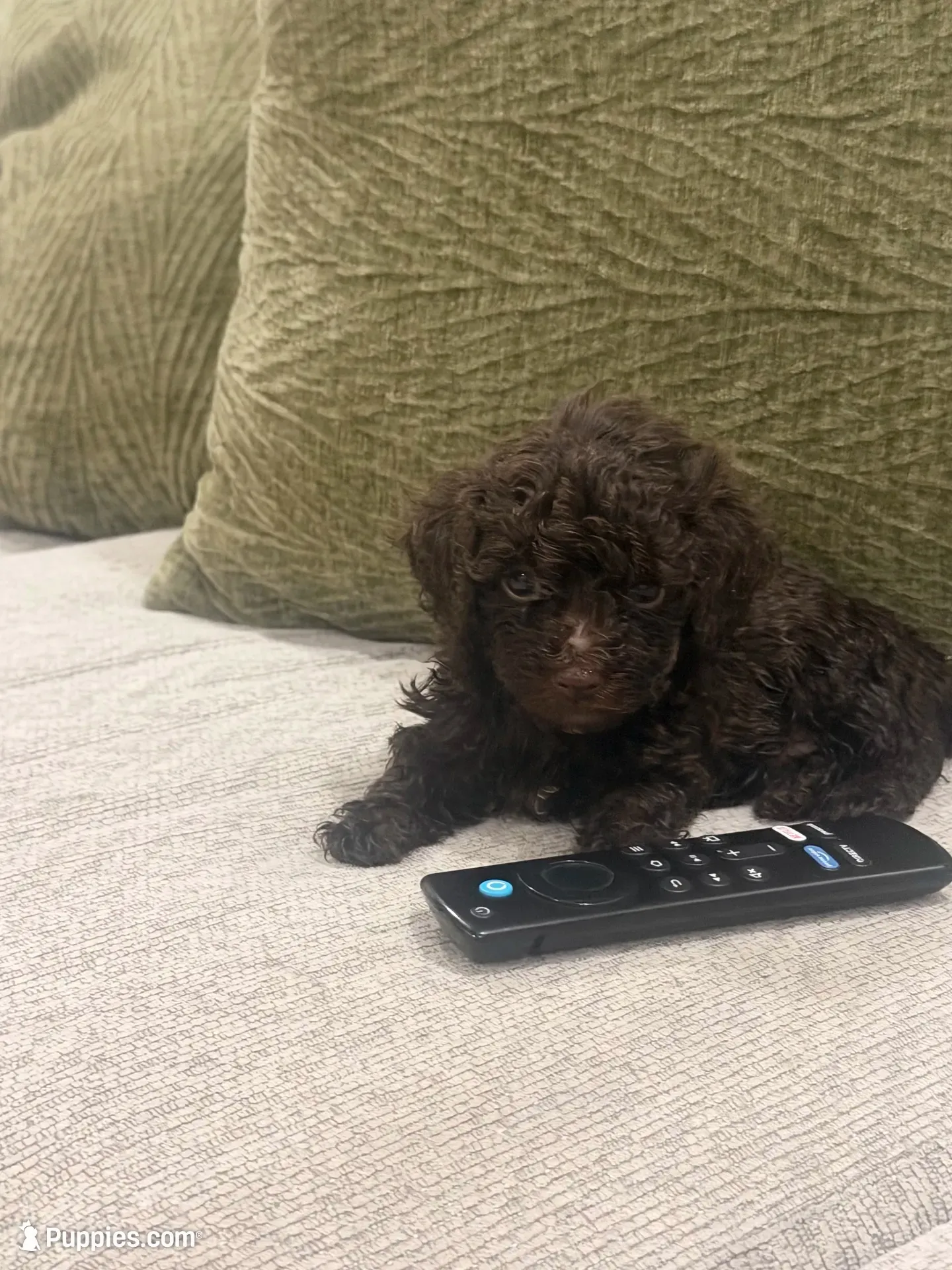 Rolo , a male Poodle - Toy  for sale in Poplarville, MS – 1 of 5