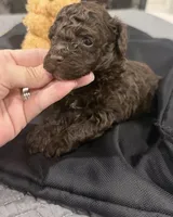 Rolo , a male Poodle - Toy  for sale in Poplarville, MS – 2 of 5