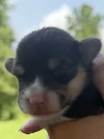 WB’S Bottoms Up aka “Bootie” , a female Cardigan Welsh Corgi and Pembroke Welsh Corgi for sale in Danville, IN – 5 of 5