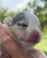 WB’S Final Toast aka “Toast”, a female Cardigan Welsh Corgi and Pembroke Welsh Corgi for sale in Danville, IN – 2 of 6