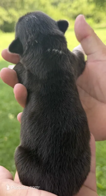 WB’S Bottoms Up aka “Bootie”  – Cardigan Welsh Corgi, Pembroke Welsh Corgi puppy for sale in Danville, IN