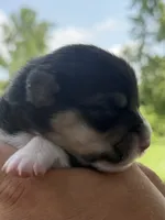 WB’S Bottoms Up aka “Bootie” , a female Cardigan Welsh Corgi and Pembroke Welsh Corgi for sale in Danville, IN – 3 of 5