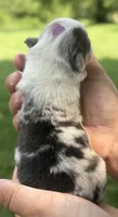 WB’S Final Toast aka “Toast”, a female Cardigan Welsh Corgi and Pembroke Welsh Corgi for sale in Danville, IN – 4 of 6