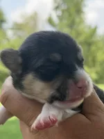 WB’S Bottoms Up aka “Bootie” , a female Cardigan Welsh Corgi and Pembroke Welsh Corgi for sale in Danville, IN – 2 of 5