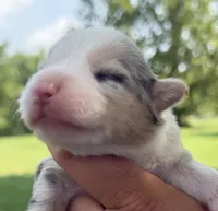 WB’S Final Toast aka “Toast”, a female Cardigan Welsh Corgi and Pembroke Welsh Corgi for sale in Danville, IN – 3 of 6