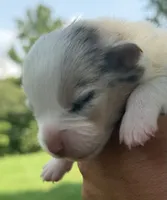 WB’S Final Toast aka “Toast”, a female Cardigan Welsh Corgi and Pembroke Welsh Corgi for sale in Danville, IN – 5 of 6