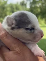 WB’S Final Toast aka “Toast”, a female Cardigan Welsh Corgi and Pembroke Welsh Corgi for sale in Danville, IN – 6 of 6