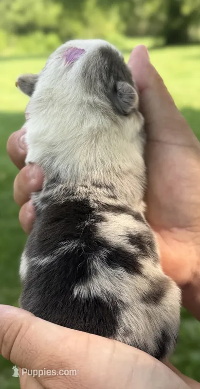 WB’S Final Toast aka “Toast” – Cardigan Welsh Corgi, Pembroke Welsh Corgi puppy for sale in Danville, IN