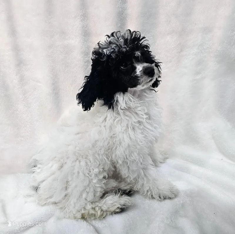 Matcha – Poodle - Miniature  puppy for sale in Puyallup, WA