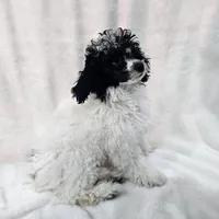 Matcha, a male Poodle - Miniature  for sale in Puyallup, WA – Photo 1 of 2