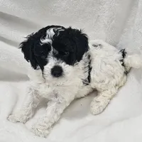 Matcha, a male Poodle - Miniature  for sale in Puyallup, WA – Photo 2 of 2