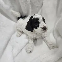 Jasmine, a female Poodle - Miniature  for sale in Puyallup, WA – Photo 2 of 2