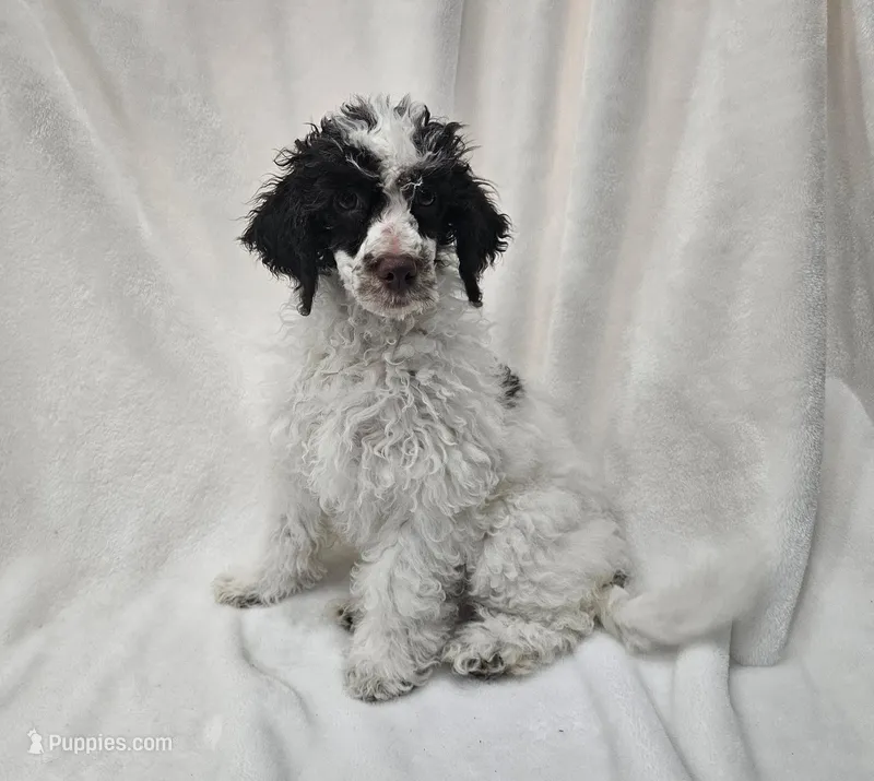Jasmine – Poodle - Miniature  puppy for sale in Puyallup, WA