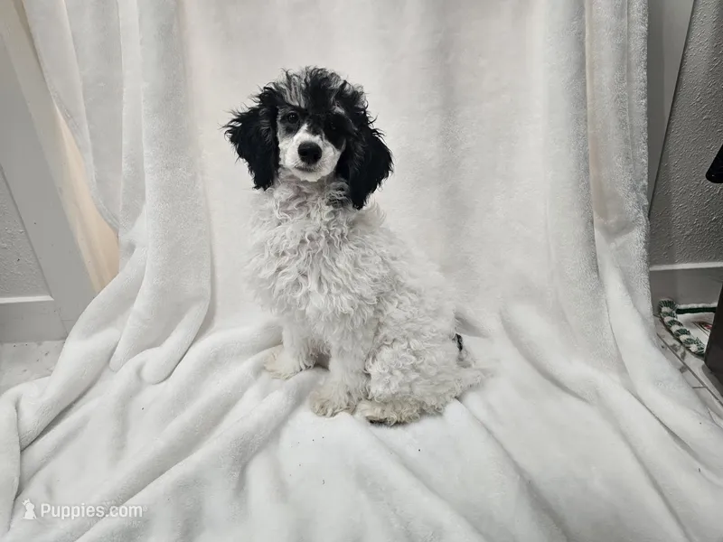 Chamomile – Poodle - Miniature  puppy for sale in Puyallup, WA