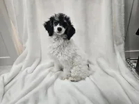 Chamomile, a female Poodle - Miniature  for sale in Puyallup, WA – Photo 1 of 2