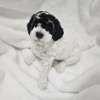 Chamomile, a female Poodle - Miniature  for sale in Puyallup, WA – Photo 2 of 2