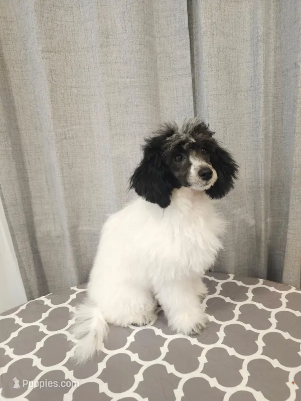 Matcha – Poodle - Miniature  puppy for sale in Puyallup, WA