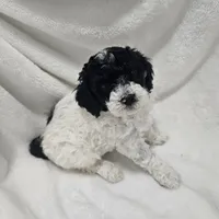 Chai, a male Poodle - Miniature  for sale in Puyallup, WA – Photo 2 of 2