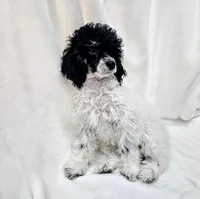 Chai, a male Poodle - Miniature  for sale in Puyallup, WA – Photo 1 of 2