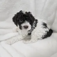 Earl, a male Poodle - Miniature  for sale in Puyallup, WA – Photo 2 of 2