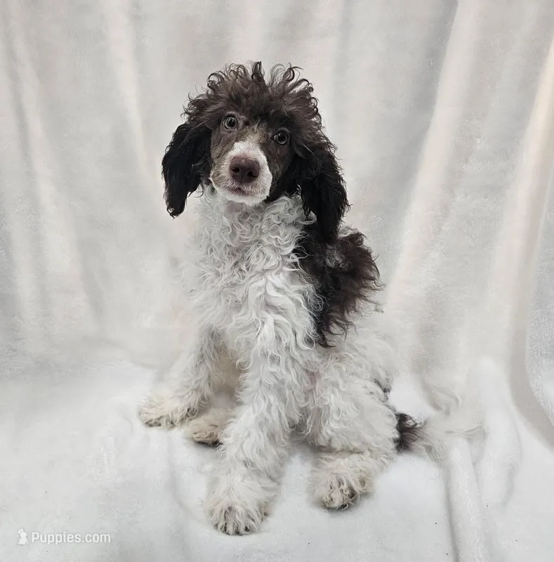 Earl – Poodle - Miniature  puppy for sale in Puyallup, WA
