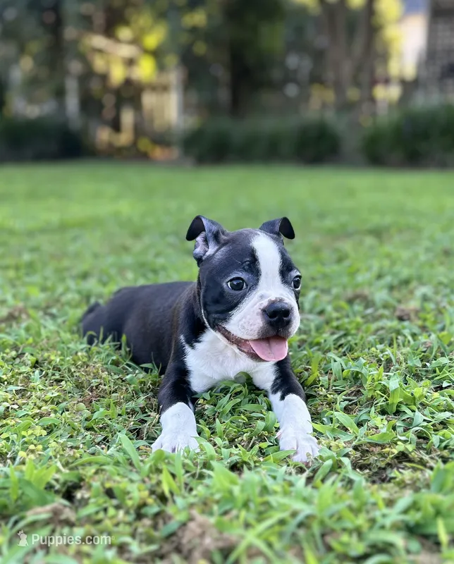 Emmit – Boston Terrier puppy for sale in Chattanooga, TN