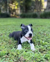 Emmit, a male Boston Terrier for sale in Chattanooga, TN – 1 of 1