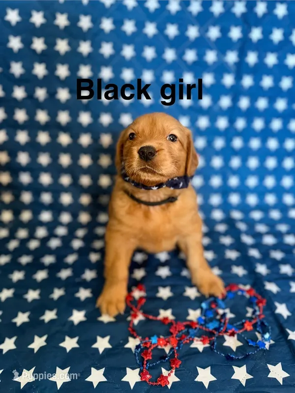 Black – Golden Retriever puppy for sale in Paradise, TX