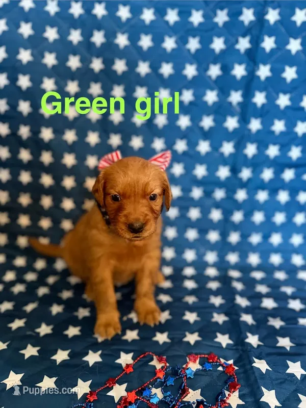 Green – Golden Retriever puppy for sale in Paradise, TX