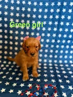 Green, a female Golden Retriever for sale in Paradise, TX – 1 of 5
