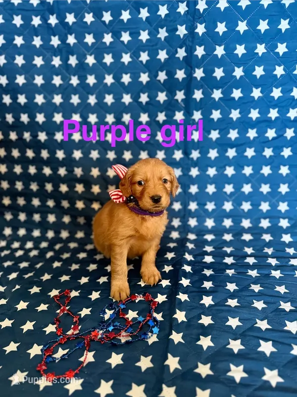 Purple – Golden Retriever puppy for sale in Paradise, TX