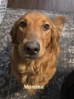 Grey, a female Golden Retriever for sale in Paradise, TX – 2 of 5