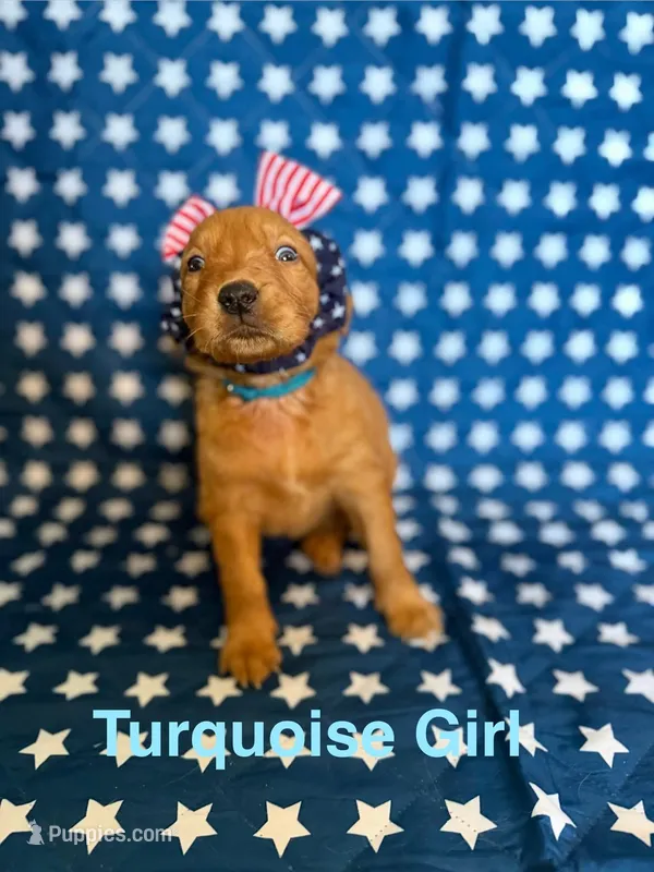 Turquoise  – Golden Retriever puppy for sale in Paradise, TX
