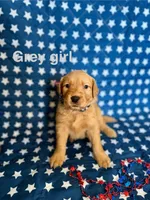 Grey, a female Golden Retriever for sale in Paradise, TX – 1 of 5