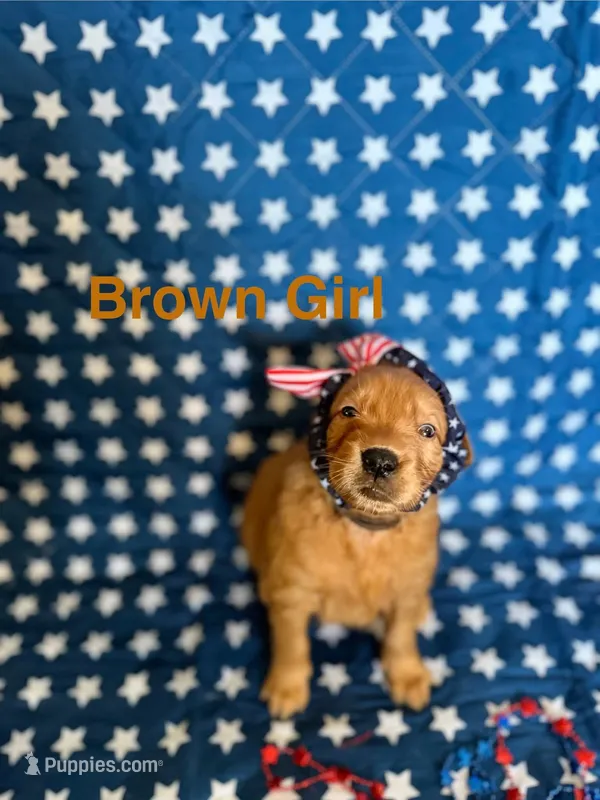 Brown – Golden Retriever puppy for sale in Paradise, TX