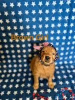 Brown, a female Golden Retriever for sale in Paradise, TX – 1 of 5