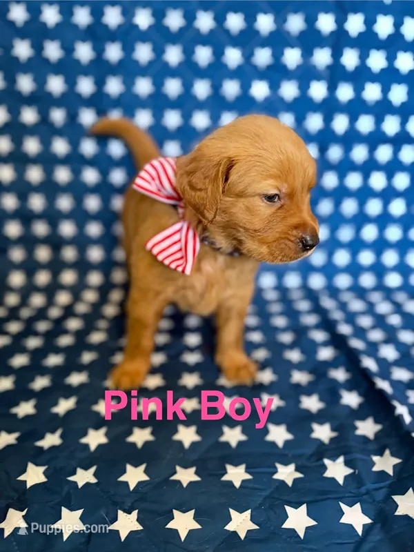 Pink – Golden Retriever puppy for sale in Paradise, TX