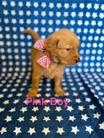 Pink, a male Golden Retriever for sale in Paradise, TX – 1 of 5
