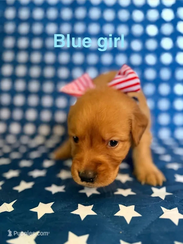 Blue – Golden Retriever puppy for sale in Paradise, TX