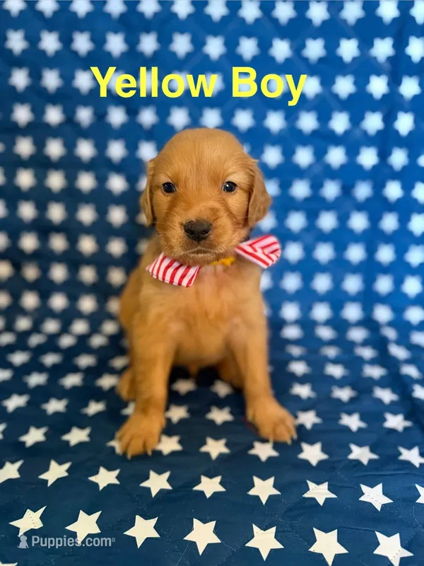 Yellow – Golden Retriever puppy for sale in Paradise, TX