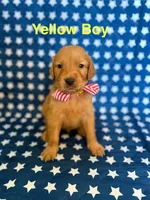 Yellow, a male Golden Retriever for sale in Paradise, TX – 1 of 5