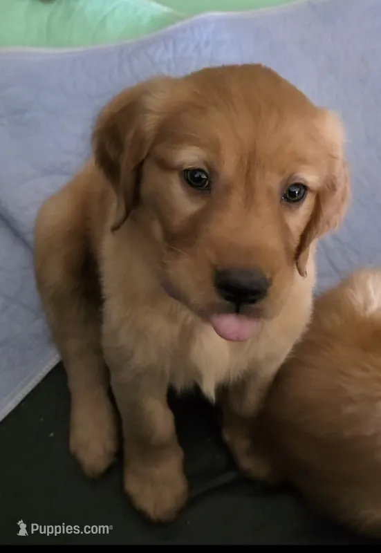 Purple – Golden Retriever puppy on hold in Paradise, TX